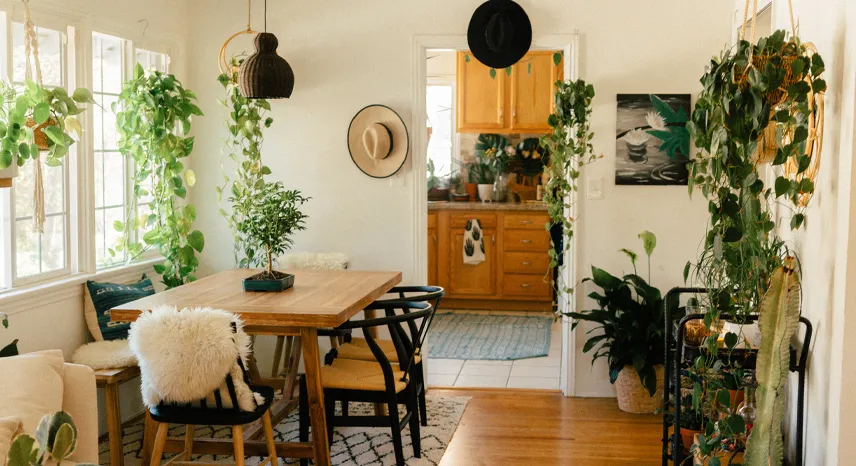 Creating a Green Oasis Indoors with House Plants