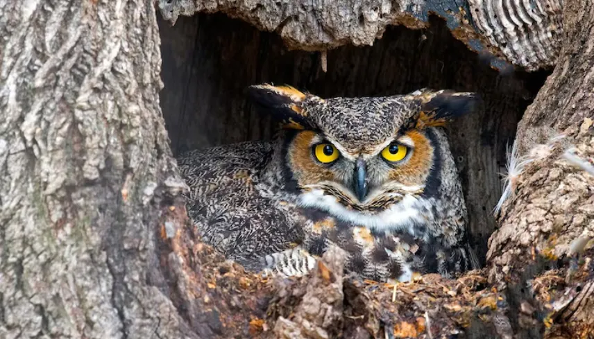 Owl Boxes vs Bat Houses: Which Natural Pest Controller Do You Need?